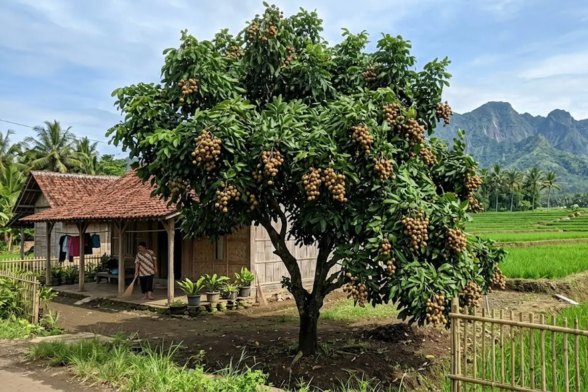 Pohon Buah yang Tahan Angin untuk Rumah Pinggir Sawah