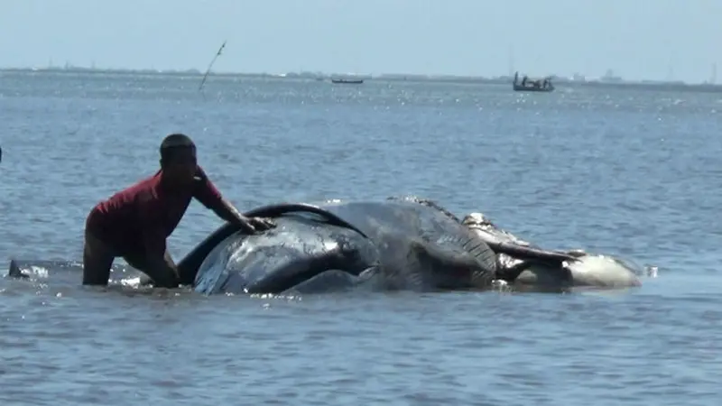 Paus Mati di Pesisir Pantai Tonga Probolinggo