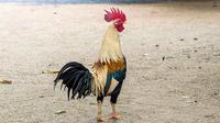 Ilustrasi Ayam Jago (Gambar oleh Thawathai Seangsai dari Pixabay)