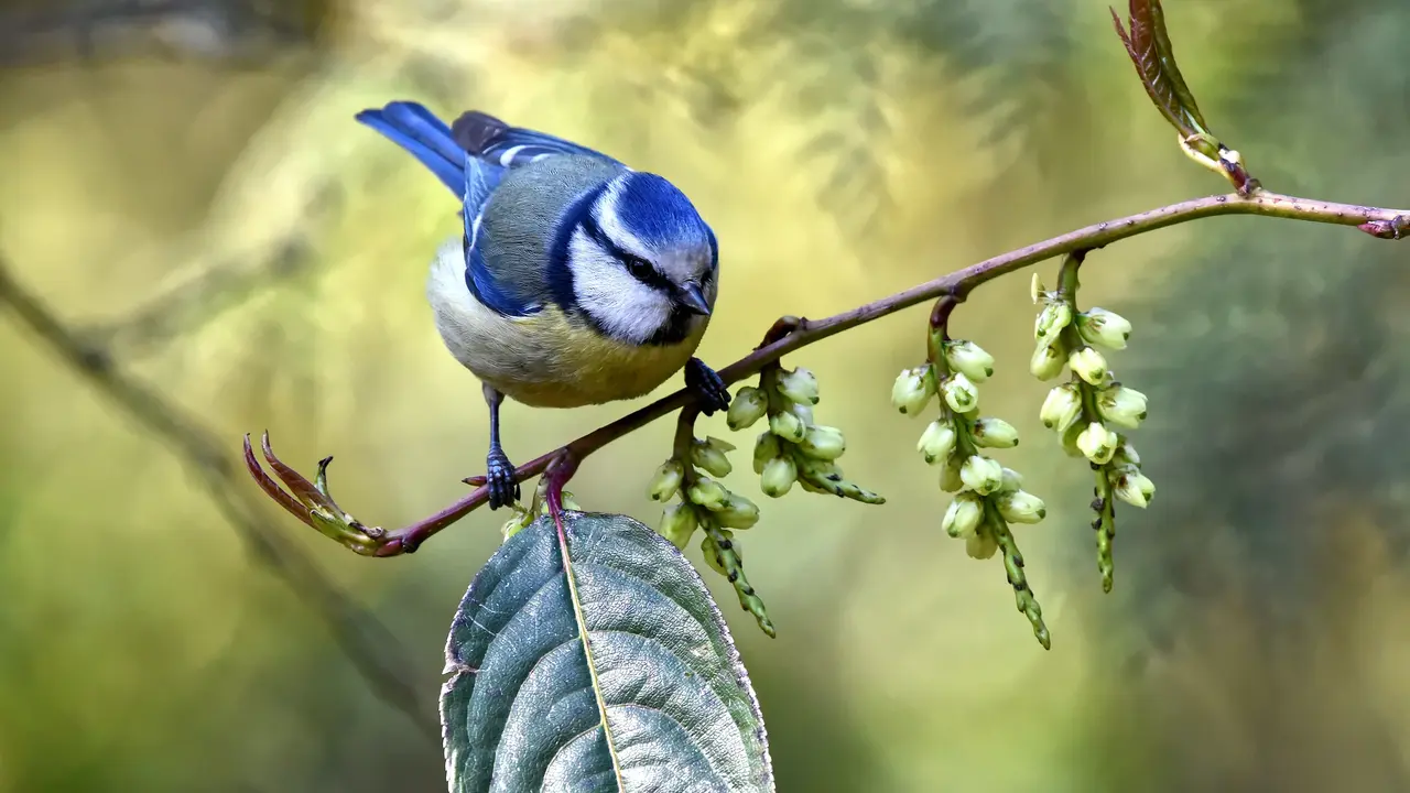 Mimpi Burung