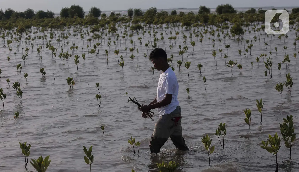 Anggota Kelompok Tani Hutan Rapi Jaya Putra menanam bibit mangrove di Pantai Tiris, Pabean Ilir, Pasekan, Indramayu, Jawa Barat, Senin (7/10/2024). (Liputan6.com/Angga Yuniar)