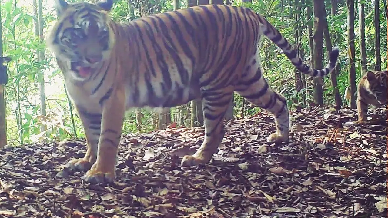 Keluarga harimau Rima