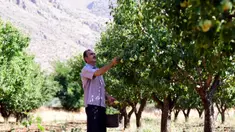 Petani memanen buah pir di Zabadani, pedesaan Damaskus, Suriah, 22 Agustus 2020. Para petani kembali ke lahan pertanian mereka di kota yang dilanda perang itu usai Zabadani berhasil direbut kembali. Tahun ini, para petani menikmati panen pertama setelah bertahun-tahun. (Xinhua/Ammar Safarjalani)