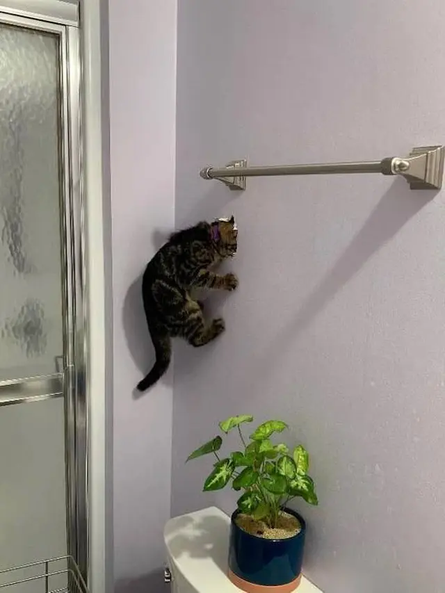 8 Potret Nyeleneh Kucing Bisa Melawan Gravitasi Ini Bikin Heran