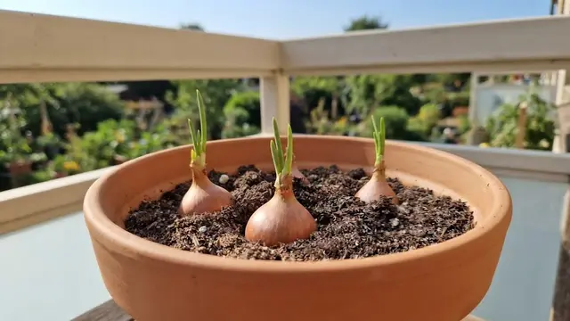 Cara Menanam Bawang Merah Tanpa Lahan Kebun