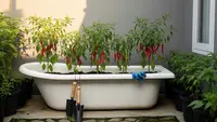 Ide Kebun Cabai dari Bekas Bak Mandi Plastik Tidak Terpakai, Ini Cara Membuatnya