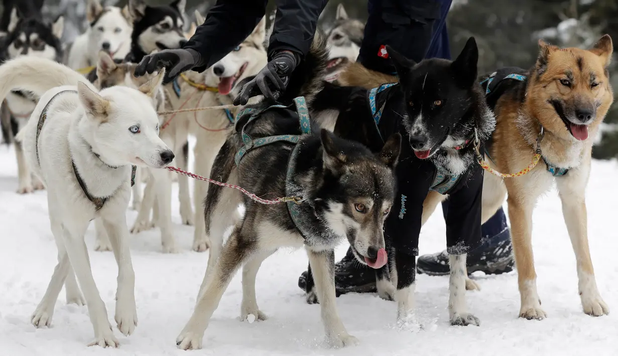 Anjing-anjing mengikuti lomba kereta luncur anjing tradisional Sedivackuv Long di dekat Desa Destne v Orlickych Horach, Republik Ceko, Kamis (23/1/2020). Sedivackuv Long edisi ke-24 tahun ini berlangsung selama lima hari. (AP Photo/Petr David Josek)