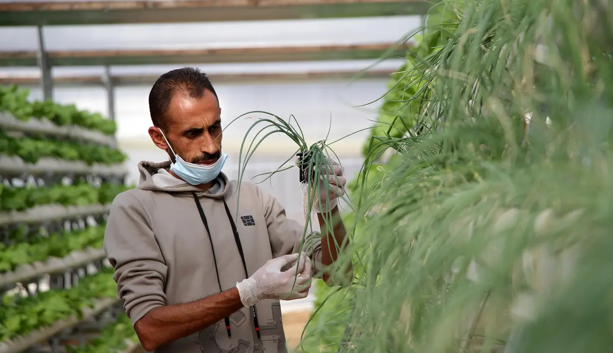 Abdullah Abu Halima bekerja di pertanian hidroponik miliknya di Kota Beit Lahia, Jalur Gaza utara (25/11/2020). Petani Palestina tersebut menanam selada, brokoli, kacang-kacangan, peterseli, daun bawang dan jenis sayur lainnya dengan metode irigasi khusus. (Xinhua/Rizek Abdeljawad)