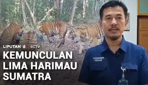 Lima Harimau Sumatra Terekam Minum di Penampungan Air Way Kambas