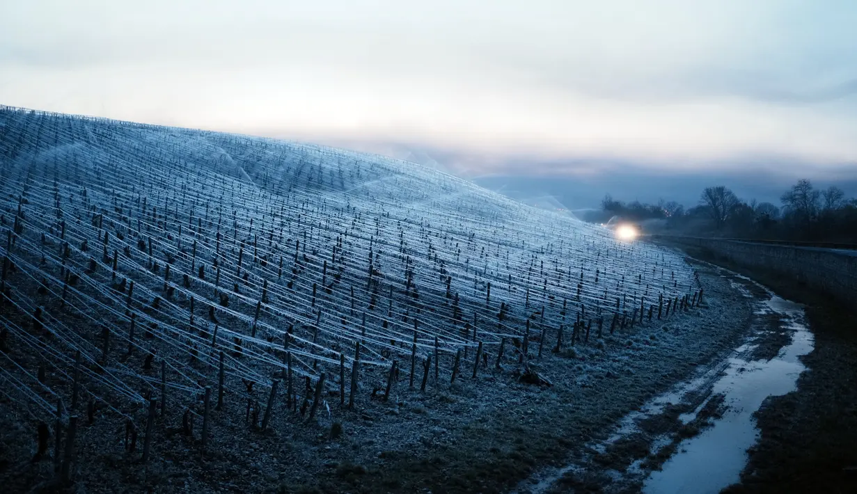 Air disemprotkan di kebun anggur untuk melindungi kuncup dan bunga yang mekar dari embun beku, di Chablis, wilayah Burgundy (4/4/2022). Petani anggur berebut menemukan cara melindungi tanaman merambat dari embun beku setelah musim dingin melanda negara-negara seluruh Eropa. (AP Photo/Thibault Camus)