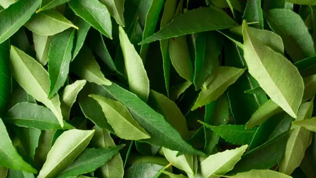 20150706-Ingin Cantik di Hari Lebaran? 7 Daun Ini Bermanfaat Untuk Kulit 3