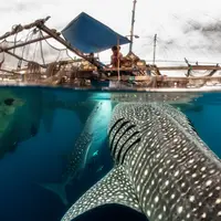 Ikan terbesar di dunia ternyata bisa ditemukan di Indonesia.