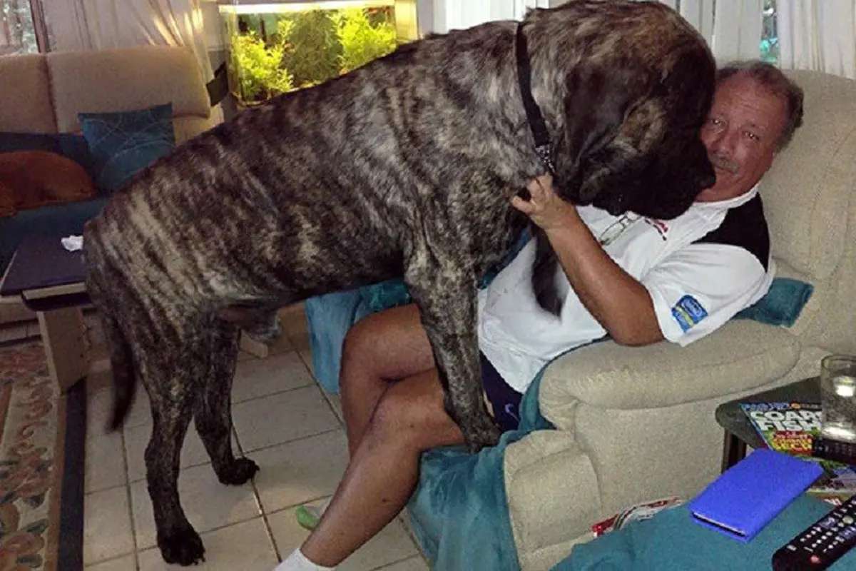 [Bintang] Anjing 