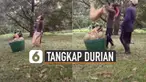 Warganet dibuat deg-degan lantaran caranya menangkap durian yang dijatuhkan.