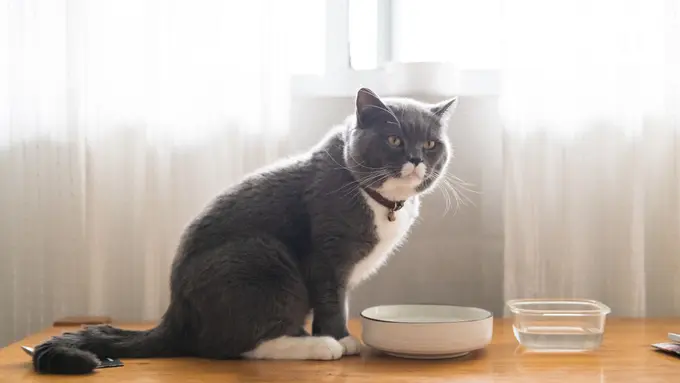 Wet Food x Dry Food, Mana yang Cocok untuk Kucing?