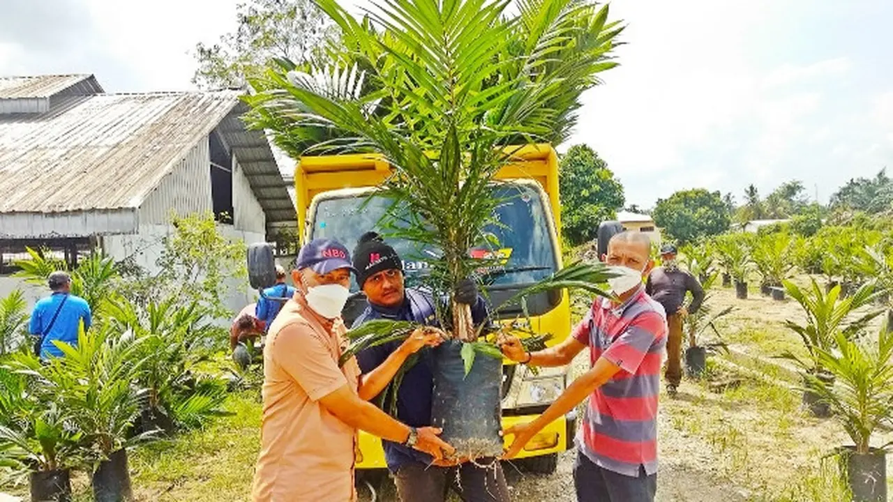 Bibit pohon sawit di Riau.