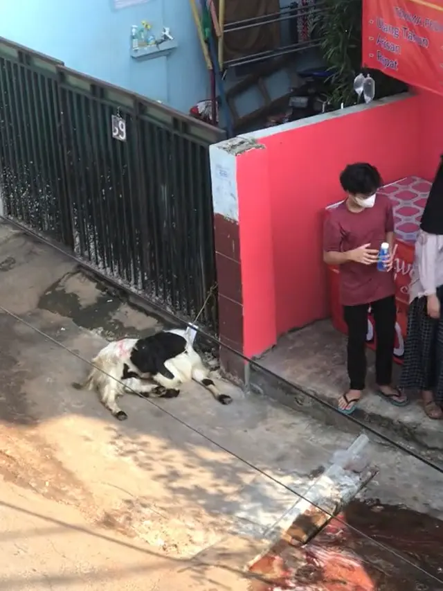 Tingkah hewan kurban pura-pura mati saat hendak disembelih.