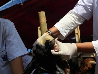 Petugas Sudin Kelautan Pertanian dan Kelautan Jakarta Pusat melakukan pengecekan terhadap kesehatan hewan kurban jelang Idul Adha 1438 H, Jakarta, Jumat (24/8). (Liputan6.com/Johan Tallo)
