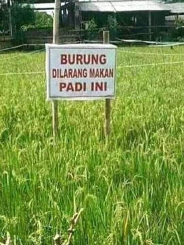 Nyindir tapi Kocak, Ini Larangan yang Bikin Kita Ngakak