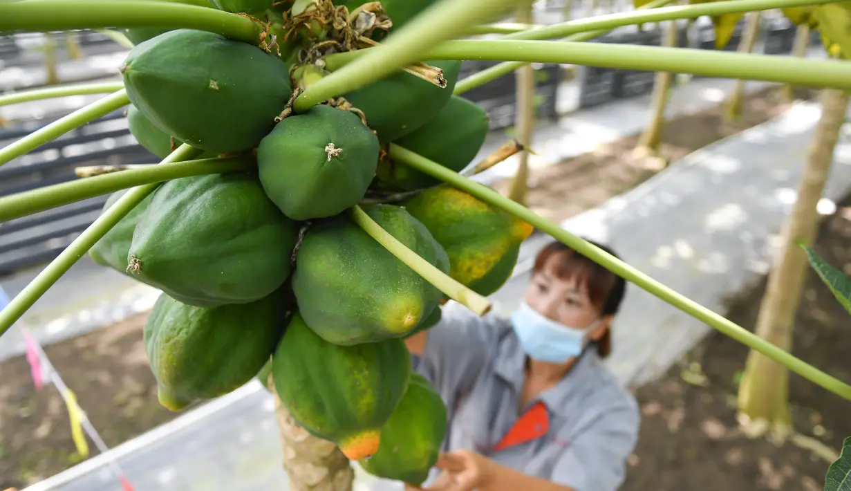 Pekerja merawat pohon pepaya di rumah kaca buah-buahan tropis di Wanchang, Wilayah Yongji, Provinsi Jilin, China (12/8/2020). Guna mewujudkan optimisasi struktur pertanian, Wilayah Yongji telah mendorong petani lokal untuk menanam buah-buahan tropis seperti pepaya dan pisang. (Xinhua/Xu Chang)
