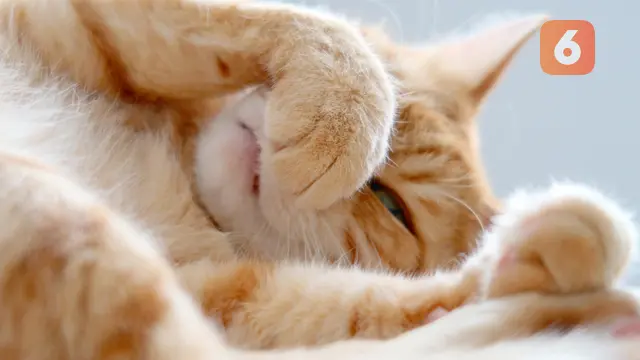 Hidung Kucing