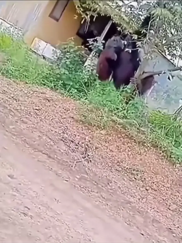 Penampakan Orangutan 'Raksasa' Setinggi Rumah Ini Viral, Terlihat Masuk Permukiman