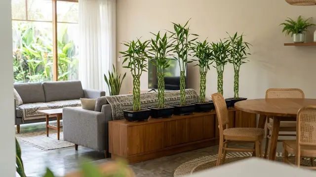 Tanaman untuk Pembatas Ruangan di Rumah Tanpa Sekat (AI Generated)