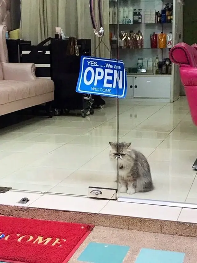 8 Potret Kucing saat Jaga Warung Ini Bikin Gemas, Dagangan Langsung Laris