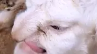 Domba yang dimiliki seorang petani ini membuat geger karena rupanya yang menyeramkan