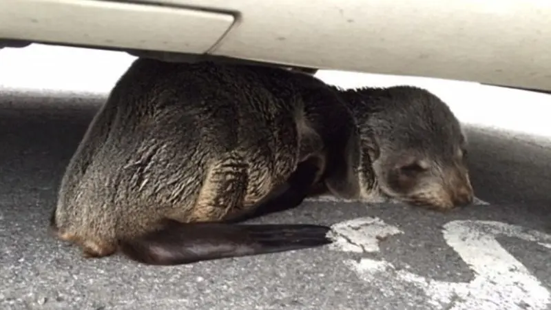 Ditinggalkan Induknya, Anak Anjing Laut Menangis di Bawah Mobil