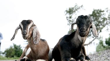 Kisah Sukses Peternak Kambing Mulai Bisnis Dengan Modal Rp 200 Ribu Bisnis Liputan6 Com