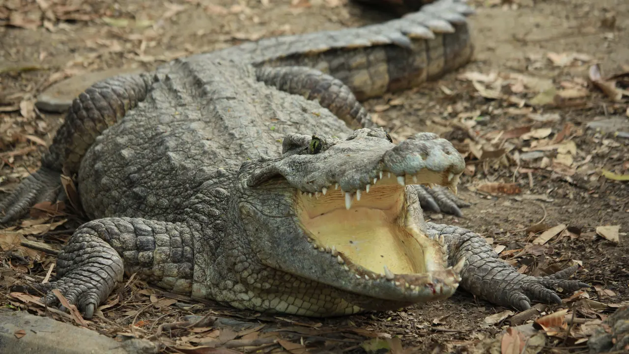 Mimpi Melihat Buaya