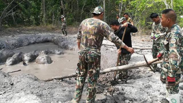 Dramatis, Penyelamatan 6 Bayi Gajah yang Terjebak dalam Lumpur