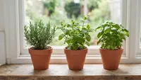 7 Cara Menata Tanaman Herbal di Dekat Jendela agar Rumah Wangi dan Makin Rapi