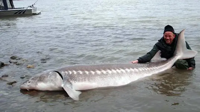 Ikan Sturgeon