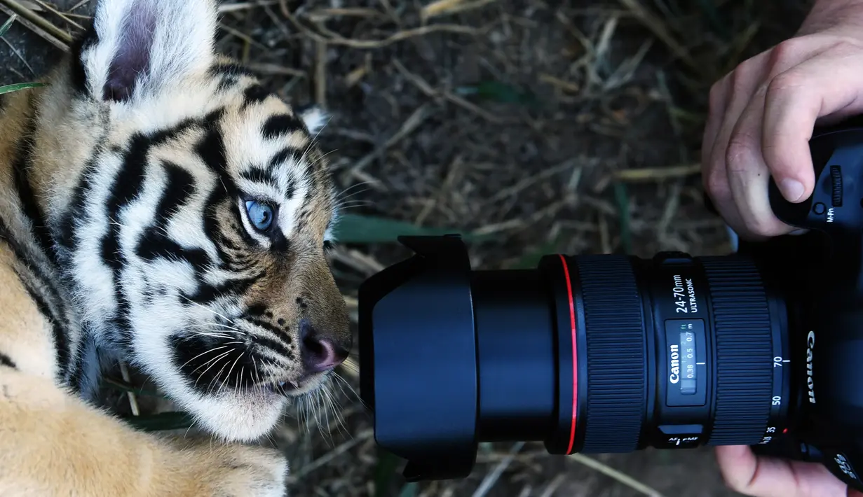 Seekor anak Harimau Bengal melihat kamera di penampungan hewan FURESA, Jayaque, San Salvador, Selasa (31/1). Empat anak harimau bengal, sebuah spesies yang terancam punah, berhasil lahir melalui persalinan normal. (AFP PHOTO/ Marvin RECINOS)