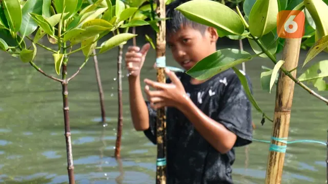 Mangrove makasar
