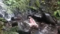 Geger Jasad Wanita Tanpa Busana Ditemukan di Sungai Glondok Banyuwangi
