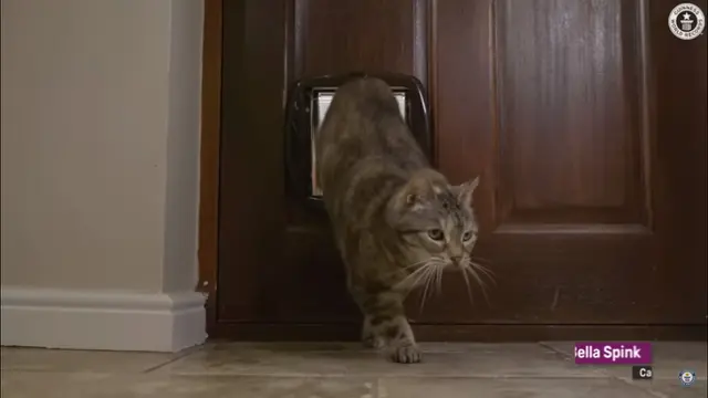 Kucing Dengkuran Paling Keras