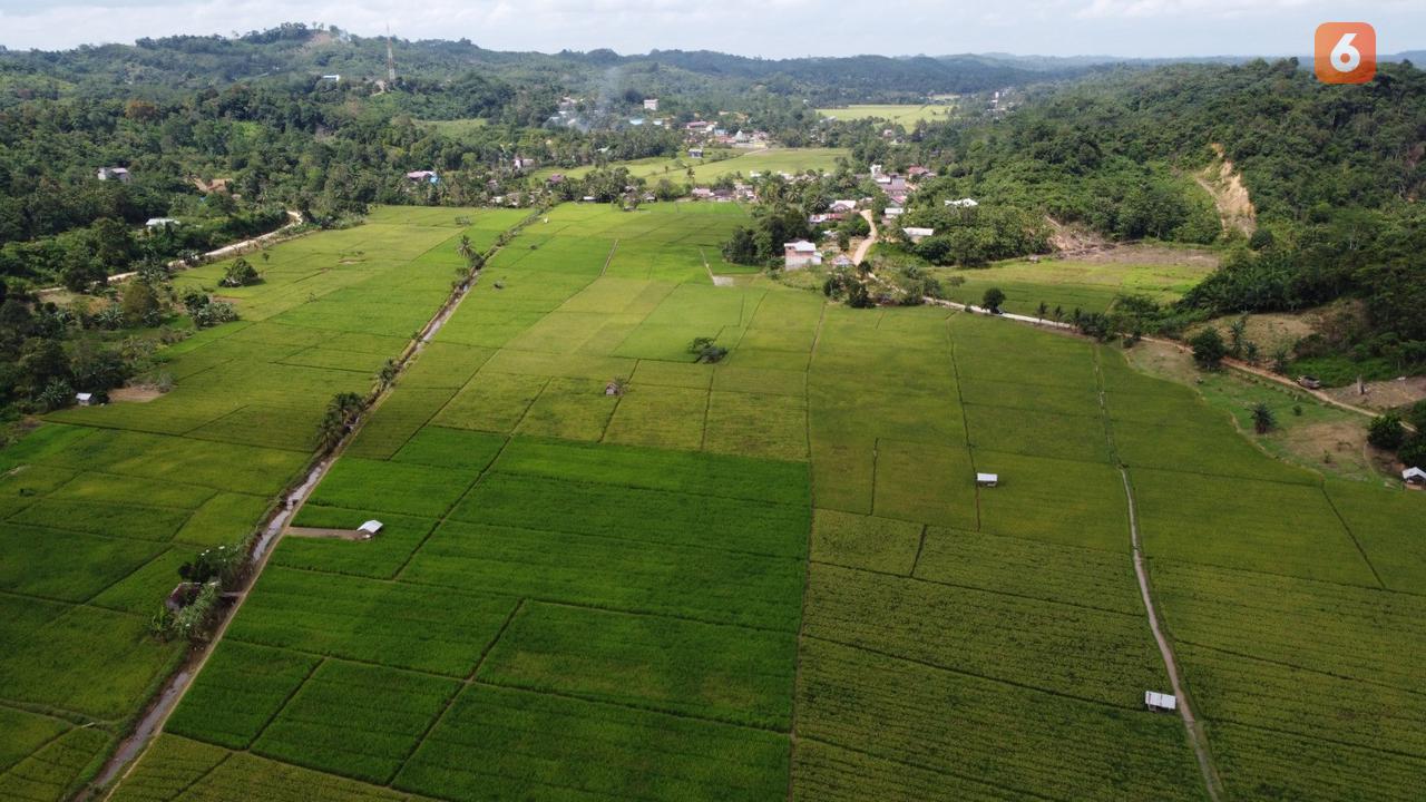 Persawahan Kutai Kartanegara