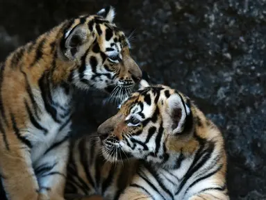 Dua ekor anak Harimau Bengal di penampungan hewan FURESA, Jayaque, San Salvador, Selasa (31/1). Empat anak harimau bengal, sebuah spesies yang terancam punah, berhasil lahir melalui persalinan normal. (AFP PHOTO/ Marvin RECINOS)