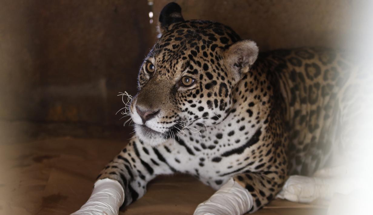 Kondisi seekor macan tutul yang terluka setelah mendapat perawatan di sebuah pusat perlindungan satwa di Negara Bagian Goias, Brasil (27/9/2020). Kebakaran hutan di lahan basah Pantanal terus meluas hingga mengancam kehidupan satwa liar dan lingkungan sekitar. (Xinhua/Lucio Tavora)