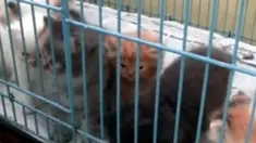 liputan6