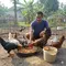 Cara Membuat Pakan Fermentasi Ayam Kampung (Foto: Gemini AI)