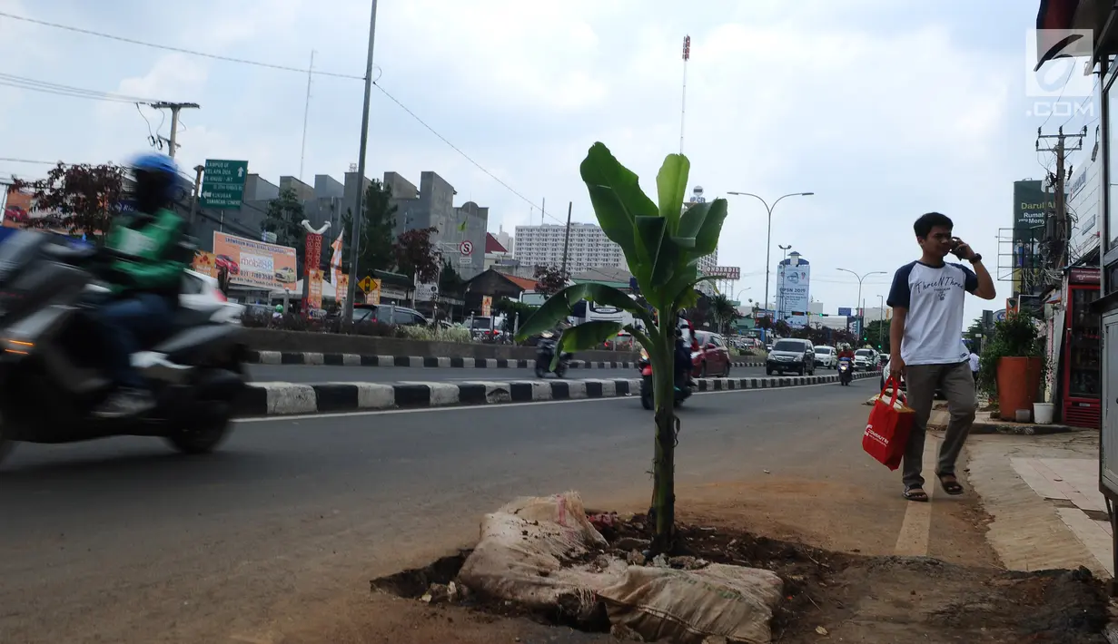 Pejalan kaki melintasi lubang bekas galian yang ditanami pohon pisang di pinggir Jalan Raya Margonda, Depok, Senin (4/3/2019). Aksi tanam pohon pisang itu sebagai protes warga akibat banyaknya lubang galian di Jalan Margonda (Liputan6.com/Herman Zakharia)