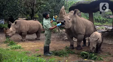 Keeper (perawat satwa) memberi makan Badak Putih (Ceratotherium Simum) di Taman Safari Indonesia, Bogor, Jawa Barat, Jumat (22/1/2021). Seekor bayi Badak Putih lahir di Taman Safari Indonesia pada 26 Oktober 2020 lalu. (merdeka.com/Imam Buhori)