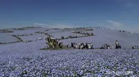 5,3 Juta Bunga Nemophila Mekar Gantikan Sakura di Jepang, Bukit pun Membiru