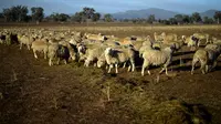 Kawanan domba mencari makan di padang yang terdampak kekeringan di Duri, New South Wales, 7 Agustus 2018. Australia Tenggara dilanda kekeringan lebih parah daripada yang pernah diingat sebagian besar warga. (SAEED KHAN/AFP)