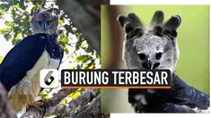 Harpy ada jenis burung elang terbesar dan terkuat di dunia. Besarnya bisa mencapai 22 cm dengan berat 3 - 9 kilogram. Harpy hanya berada di wilayah hutan hujan tropis.