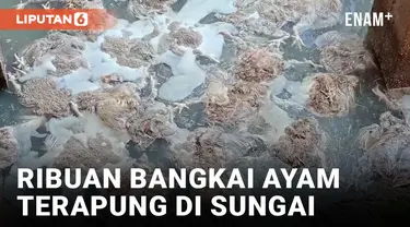 Ribuan Bangkai Ayam Terapung di Sungai di Musi Rawas Sumsel